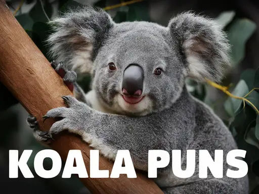 Koala Puns